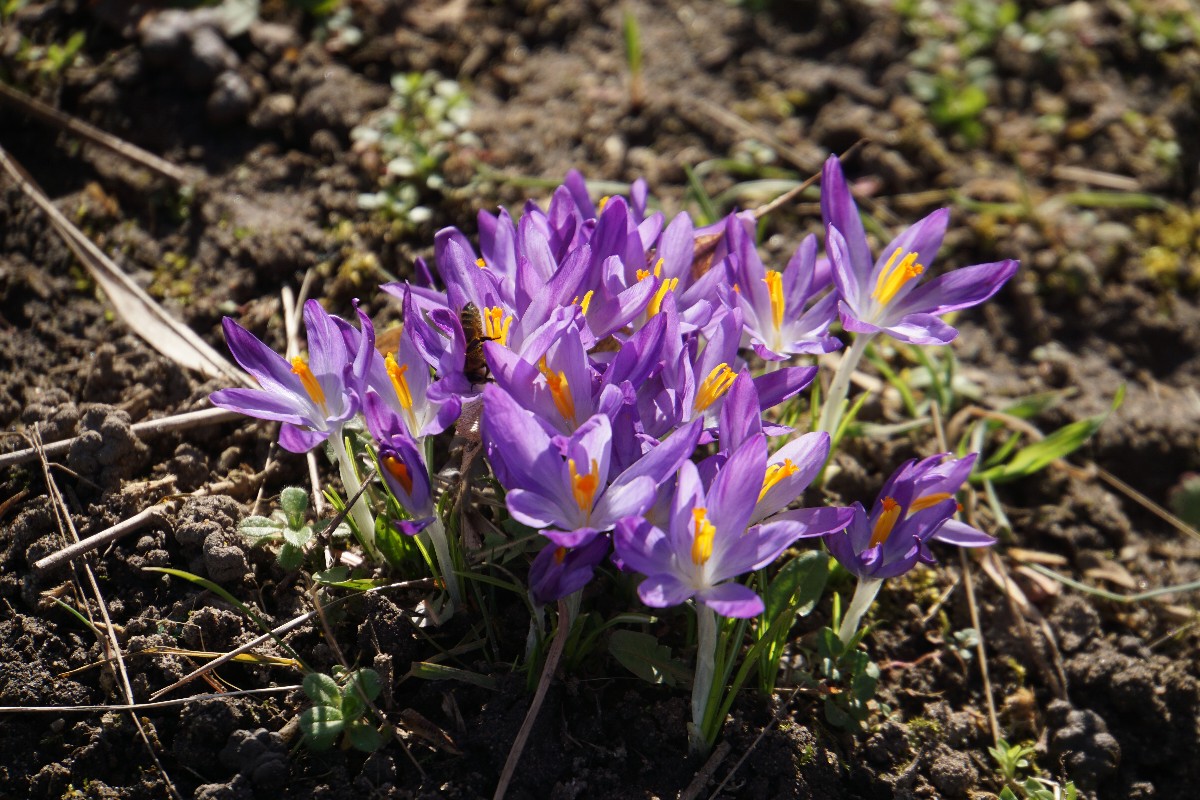 krokusse_mit_biene_feb_2023.jpg