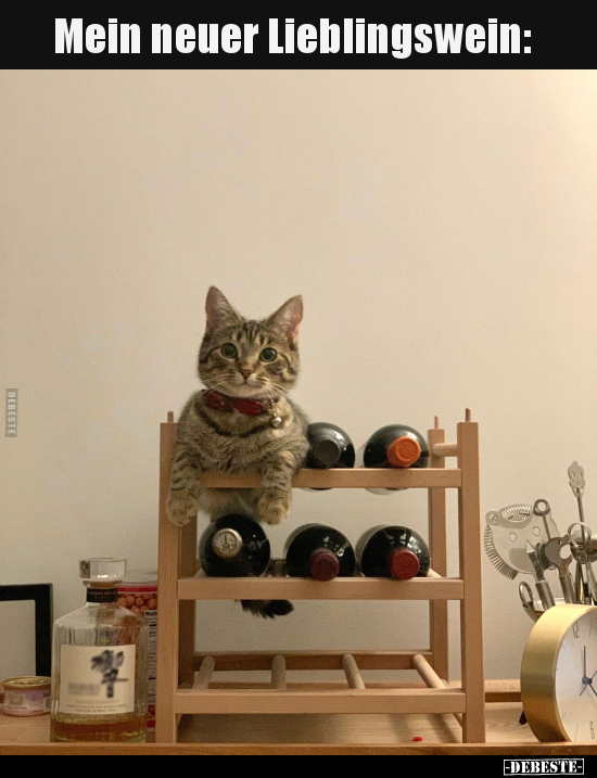 katze_wein.jpg