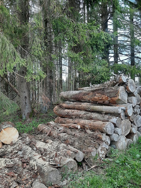 holz_im_wald.jpg