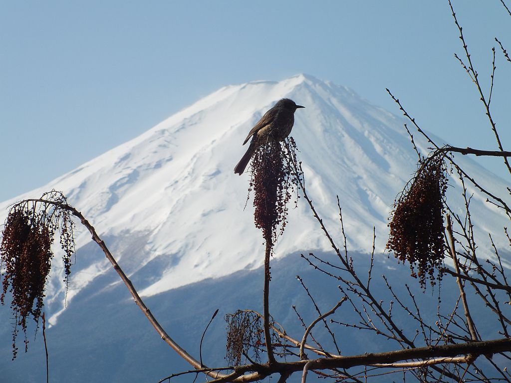 jap_fujisan02.jpg