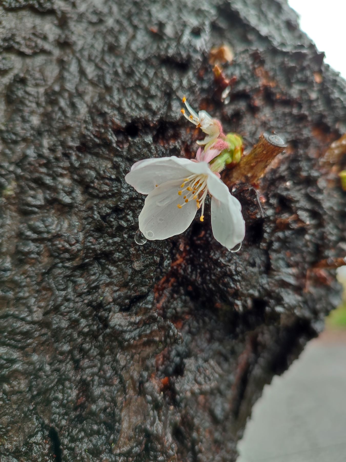 kirschbl__te_am_baum_02.jpg