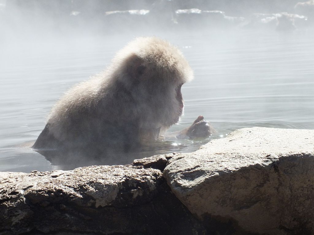 affe02.jpg