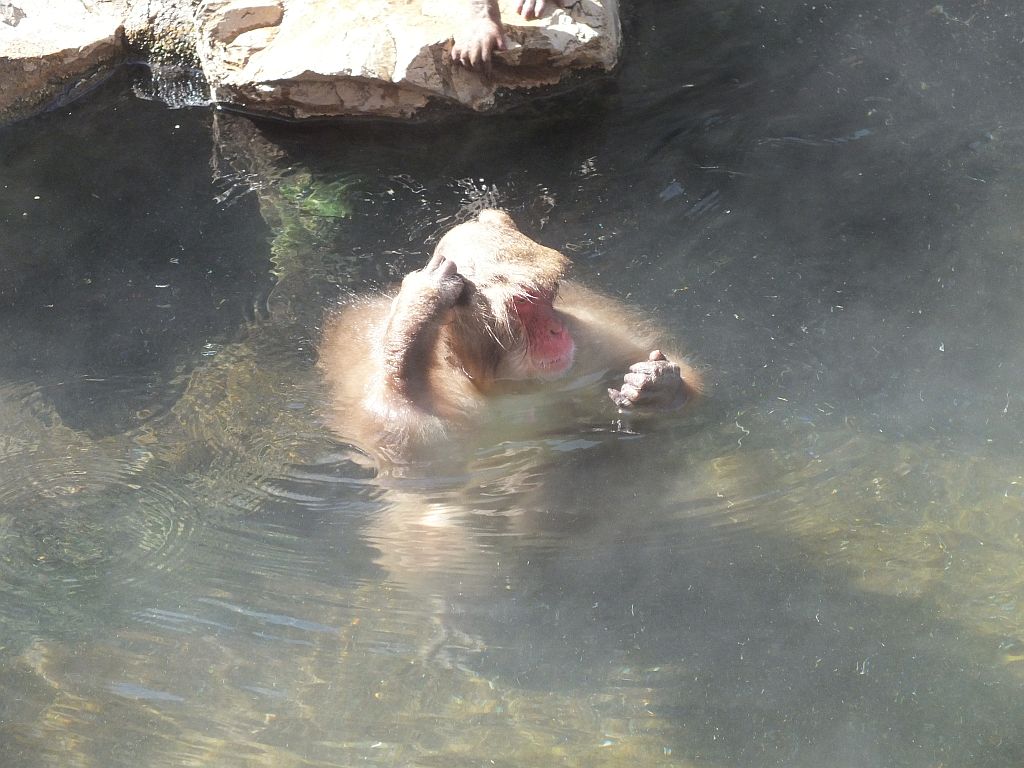affe03.jpg
