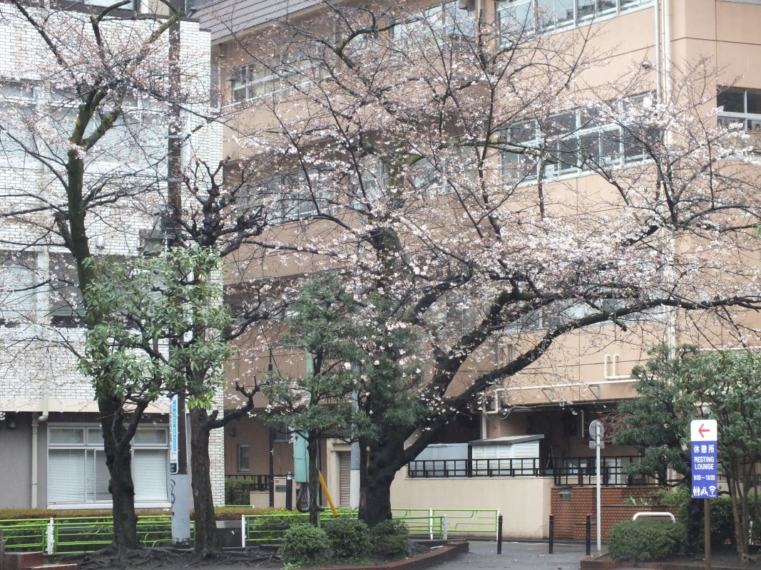 baum.jpg