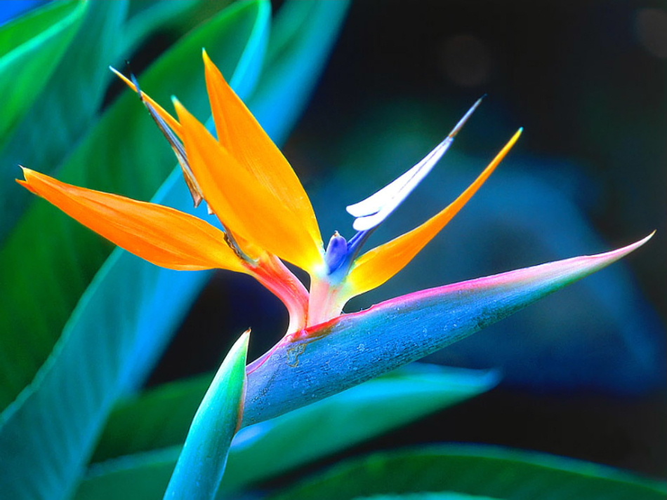 bird_of_paradise_2c_hawaii--.jpg