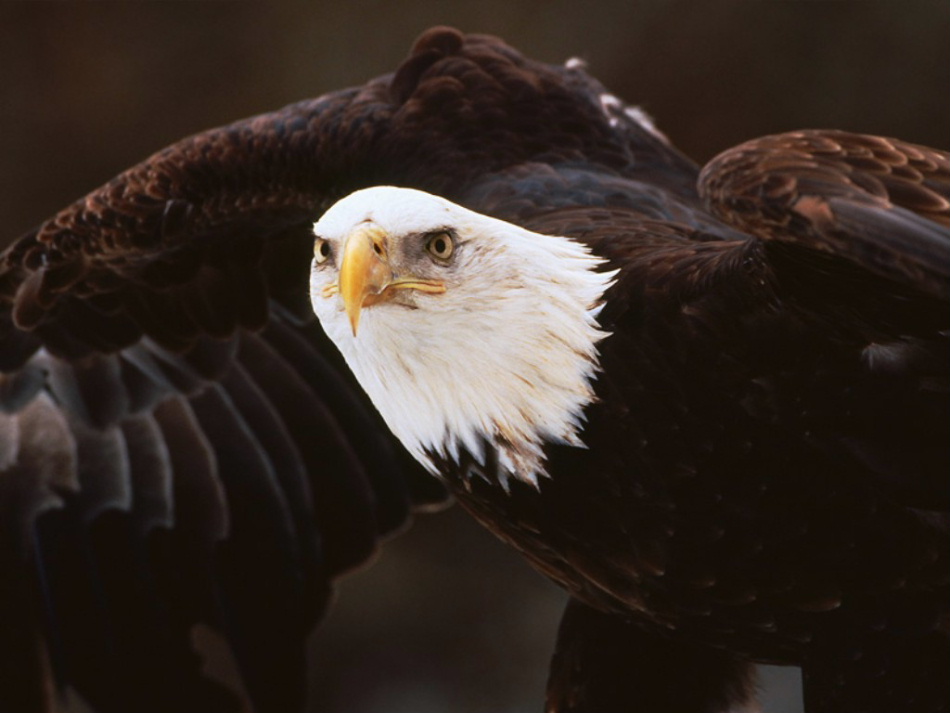 bald_eagle_2c_central_minnesota-.jpg