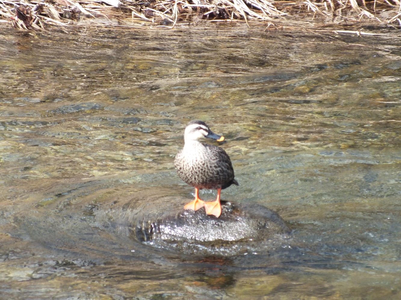 ente_auf_stein.jpg