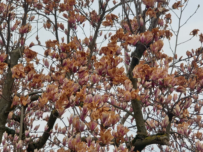 erfroren_magnolien_april_2023.jpg