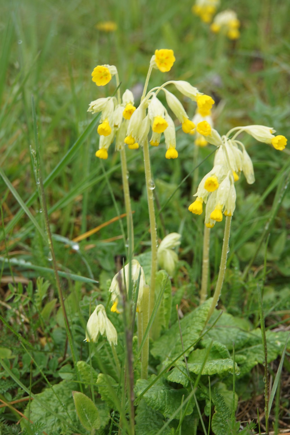 schl__sselblume_im_regen_april_2023.jpg