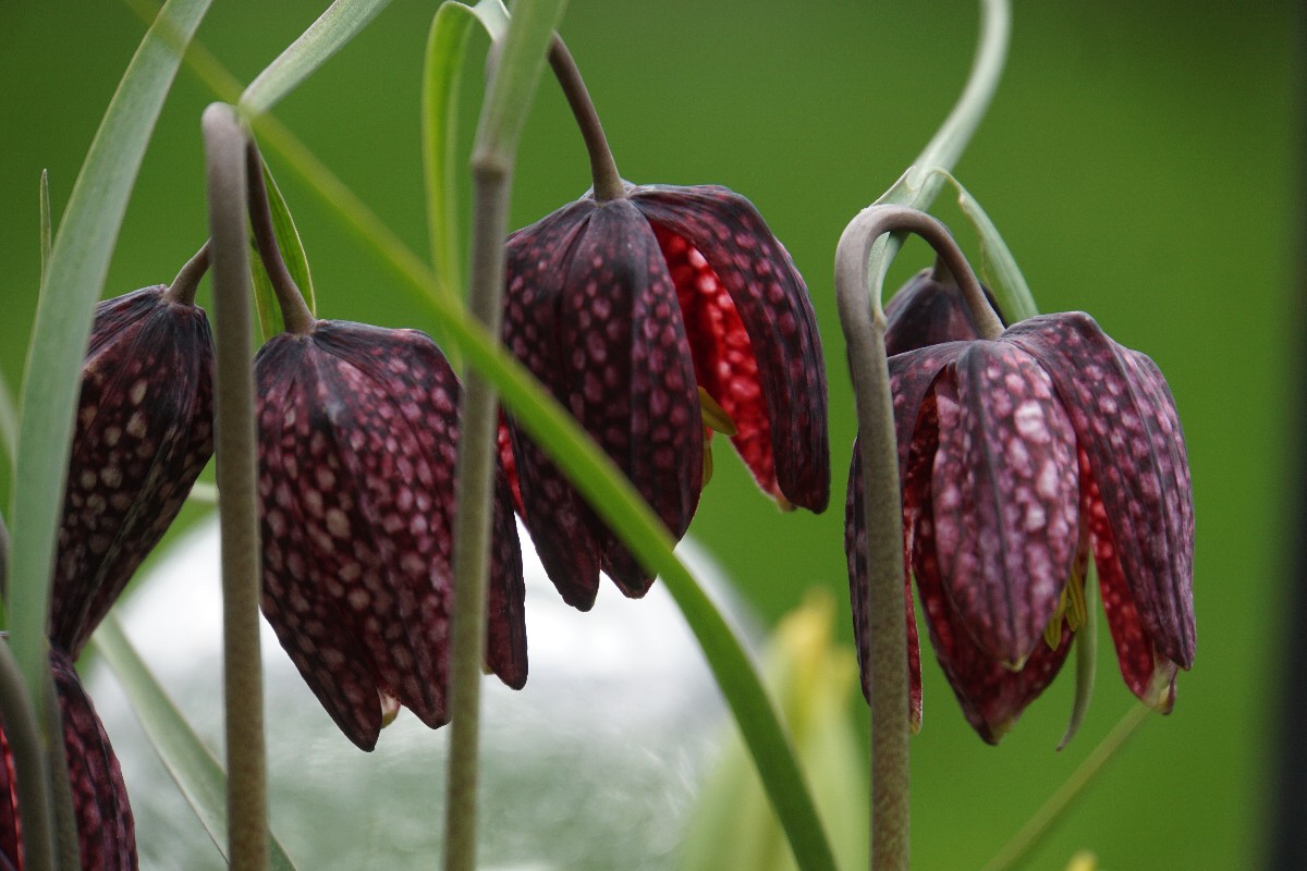 schachbrettblumen_april_2023.jpg