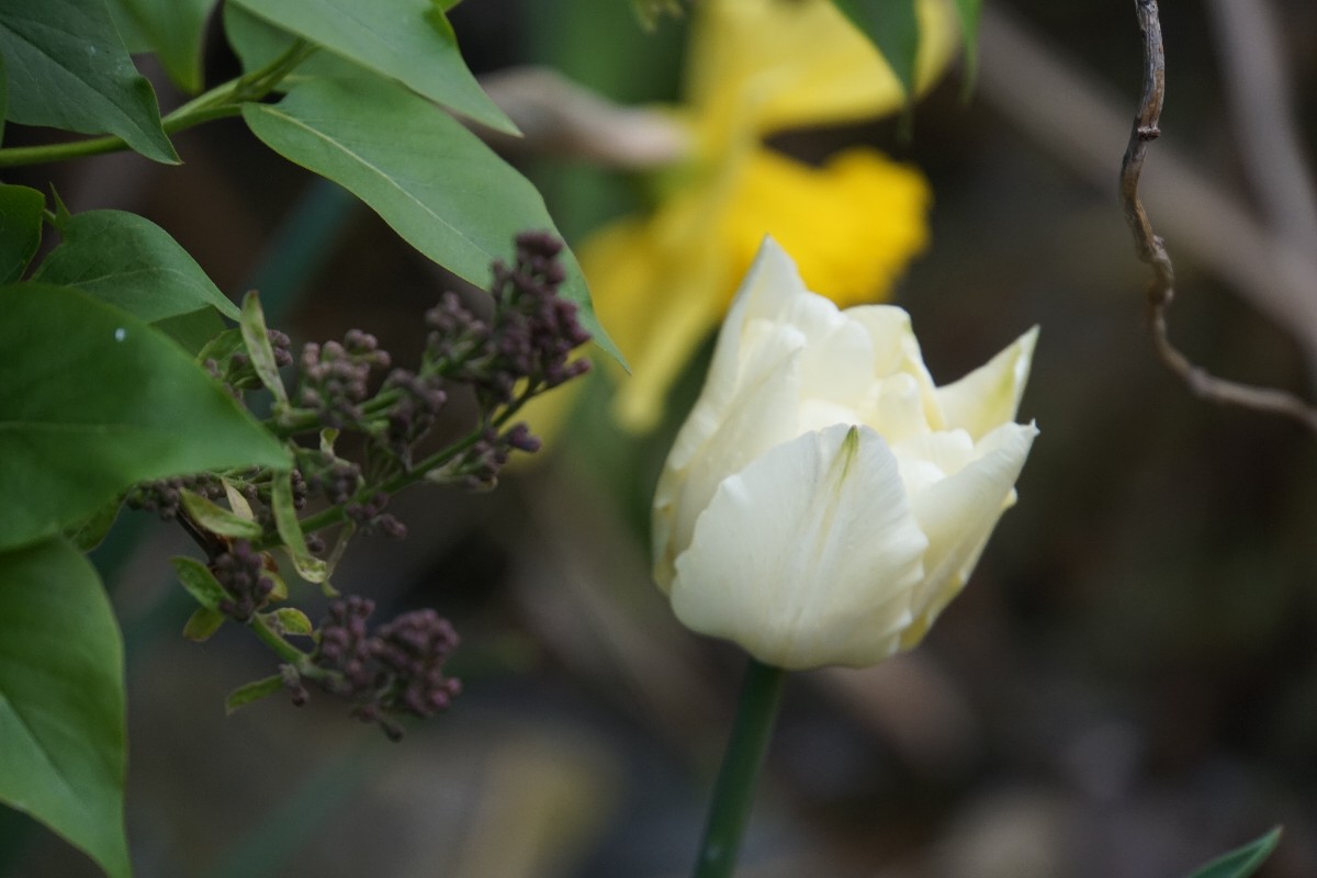 tulpe_mit_flieder_april_2023.jpg