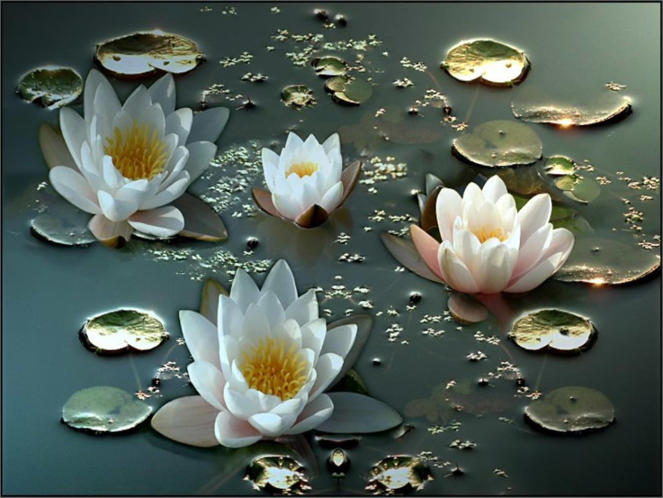 hardy_white_water_lillies--.jpg