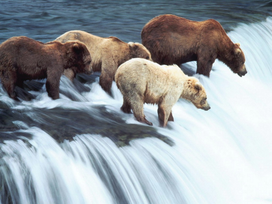 brown_bears_2c_katmai_national_park_2c_alask....jpg