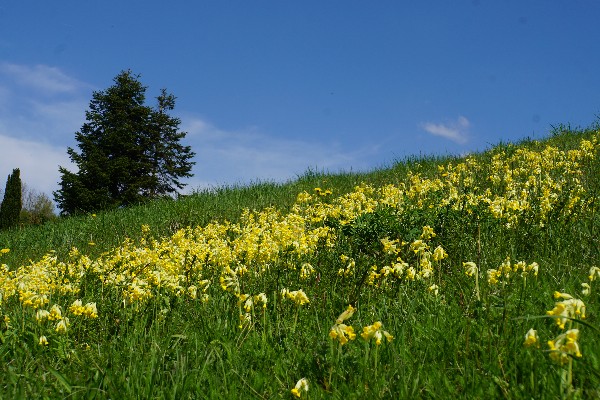 schl__sselblumenwiese_april_2023.jpg