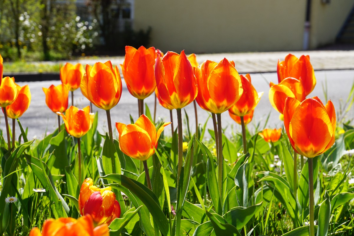 orange_tulpen_april_2023.jpg