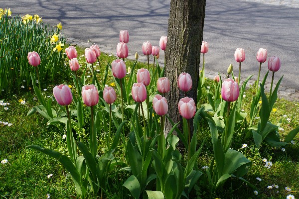 rosa_tulpen_april_2023.jpg