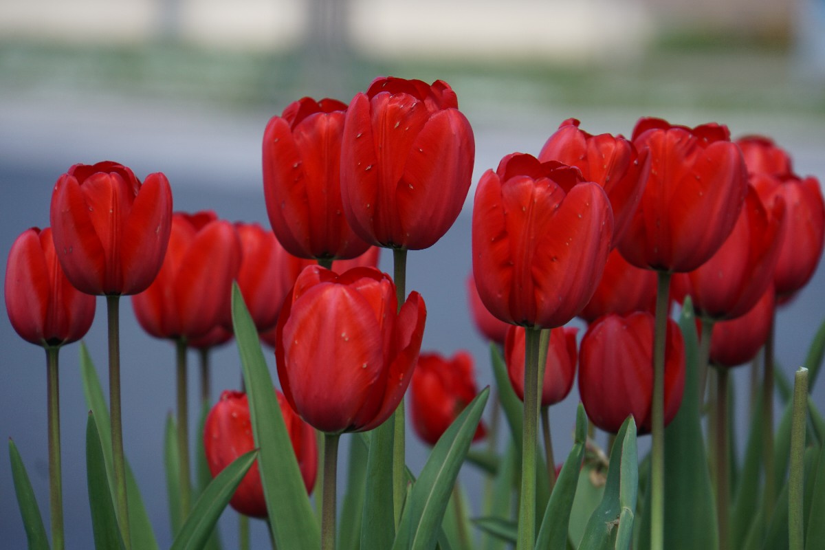 fr__hling_tulpen_april_2023.jpg