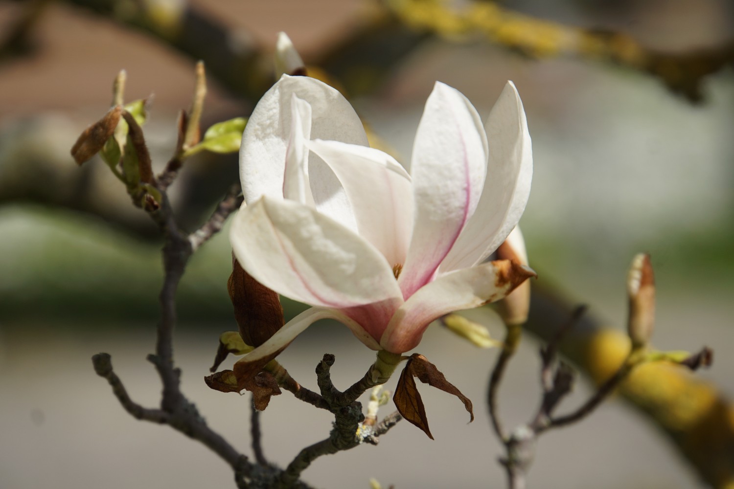 magnolienbl__te_april_2023.jpg