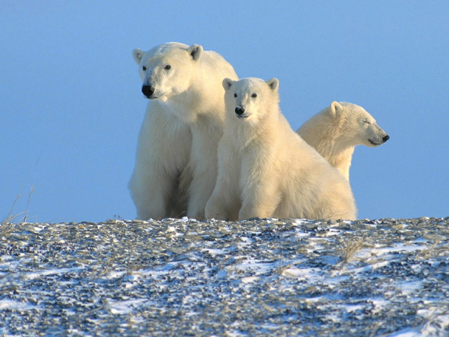 enjoying_the_morning_2c_polar_bears_2c_cana....jpg