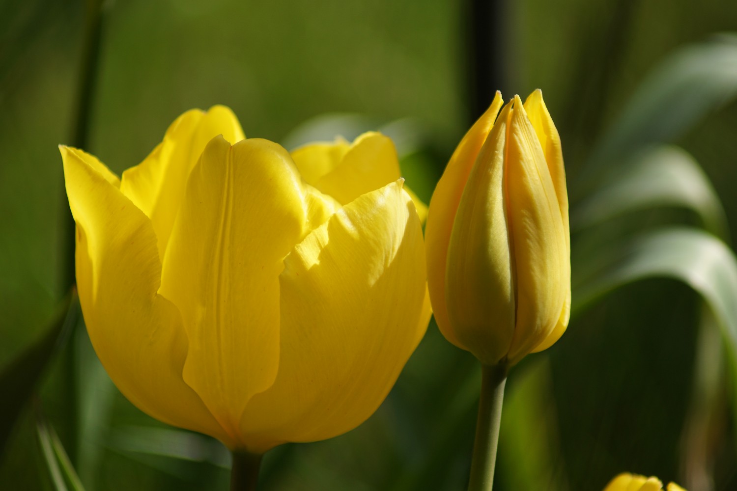 tulpe_gelb_april_2023.jpg