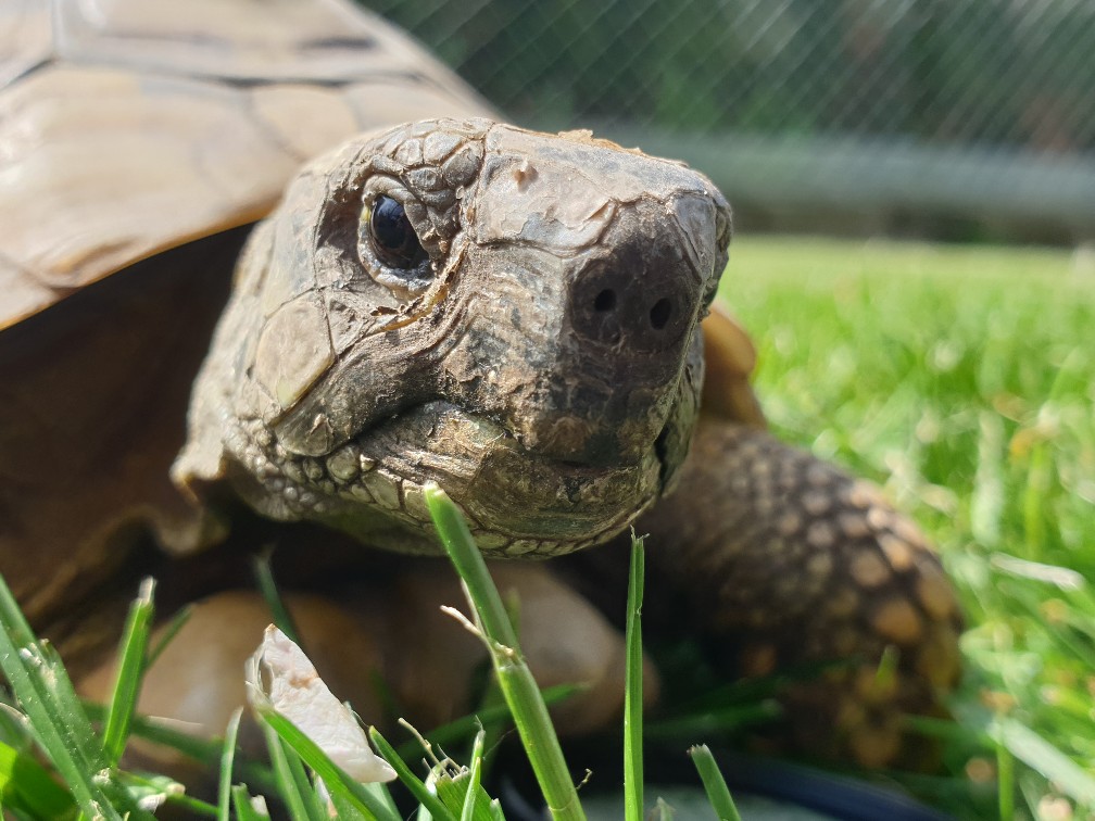 schildi_guckt_april_2023.jpg