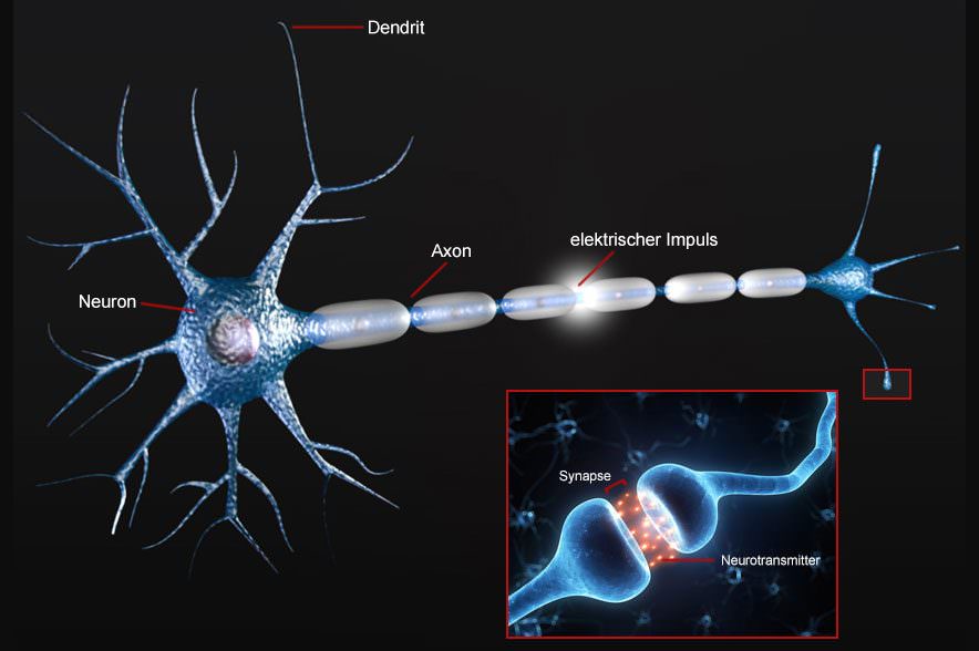 synapsen-884x588.jpg