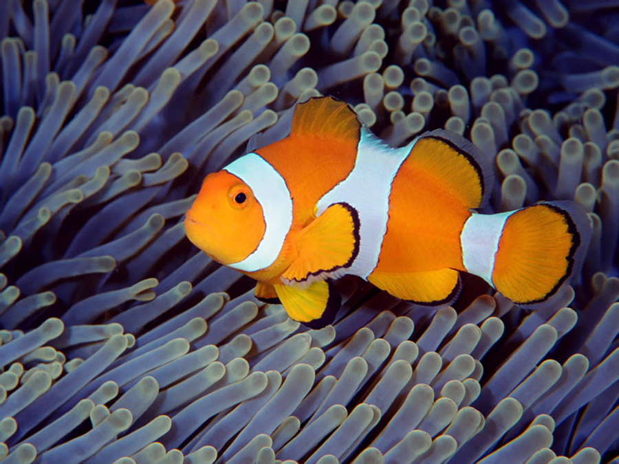 false_clown_anemonefish_2c_bali_2c_indonesia.jpg