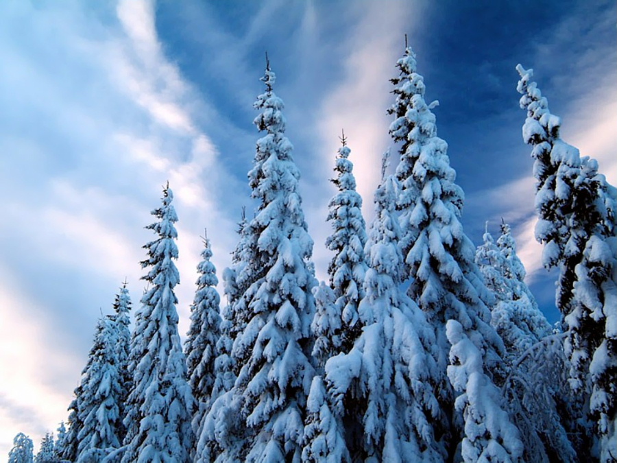 snow-covered_trees_2c_varmland_2c_sweden.jpg