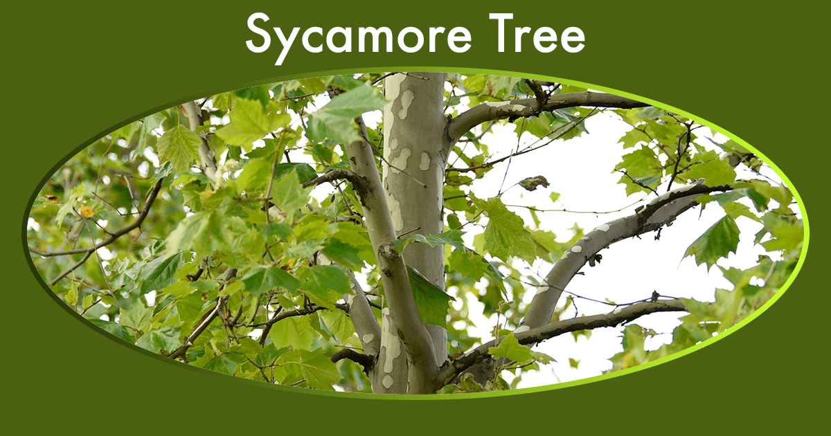 sycamore-tree.png