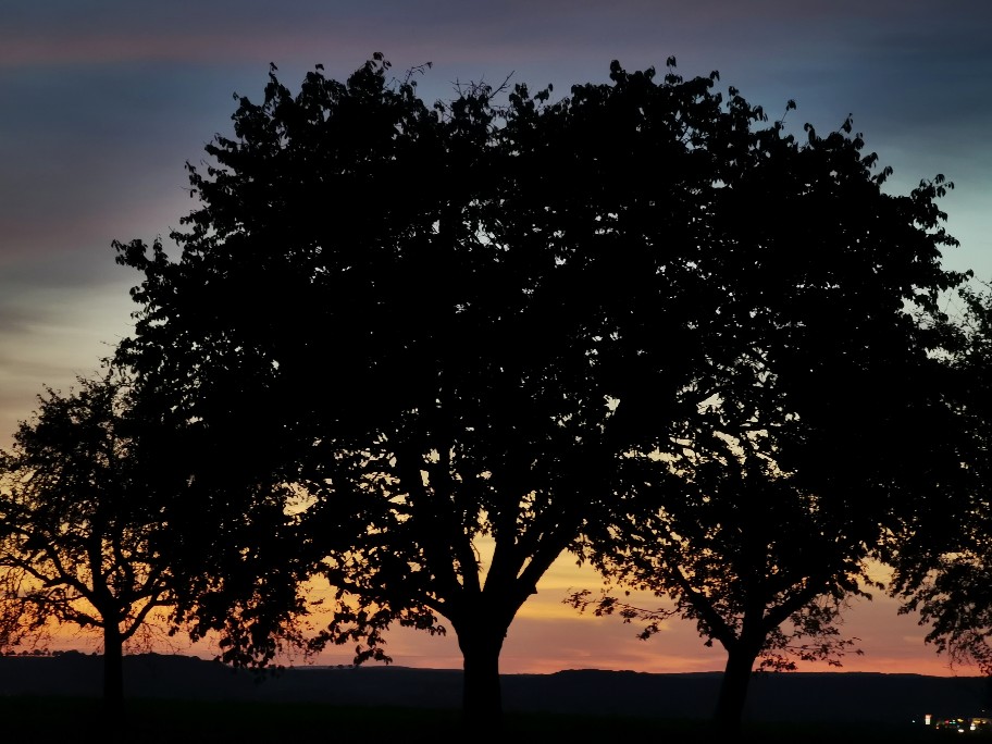 baum.jpg