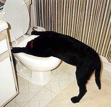 ein_elend_hund___ber_toilette.jpg