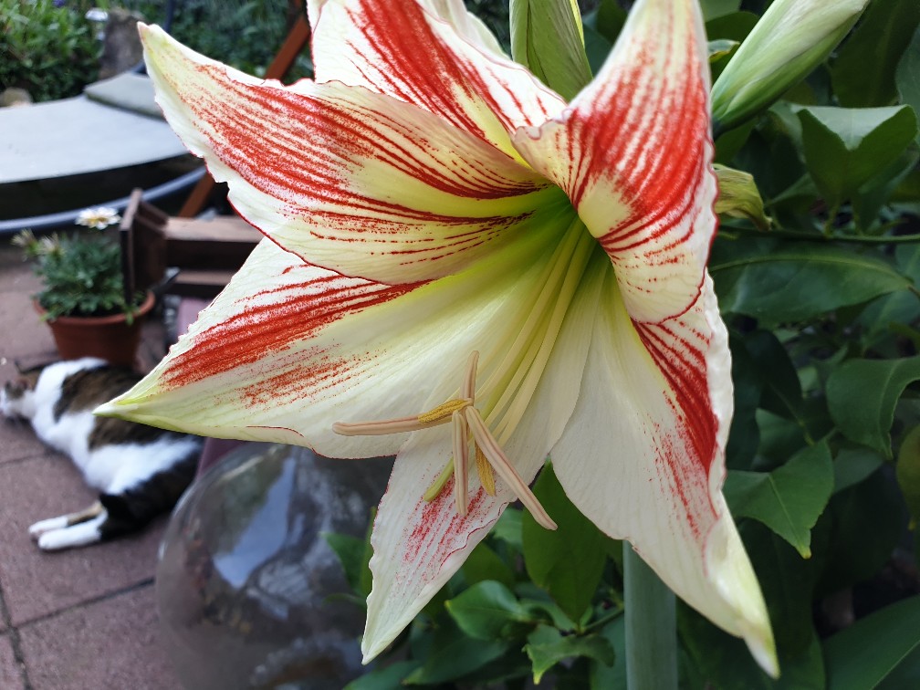 amaryllis_rotwei___mai_2023.jpg