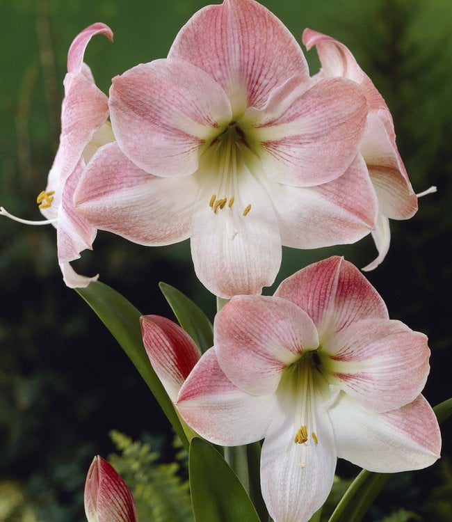 amaryllis-apple-blossom.jpg