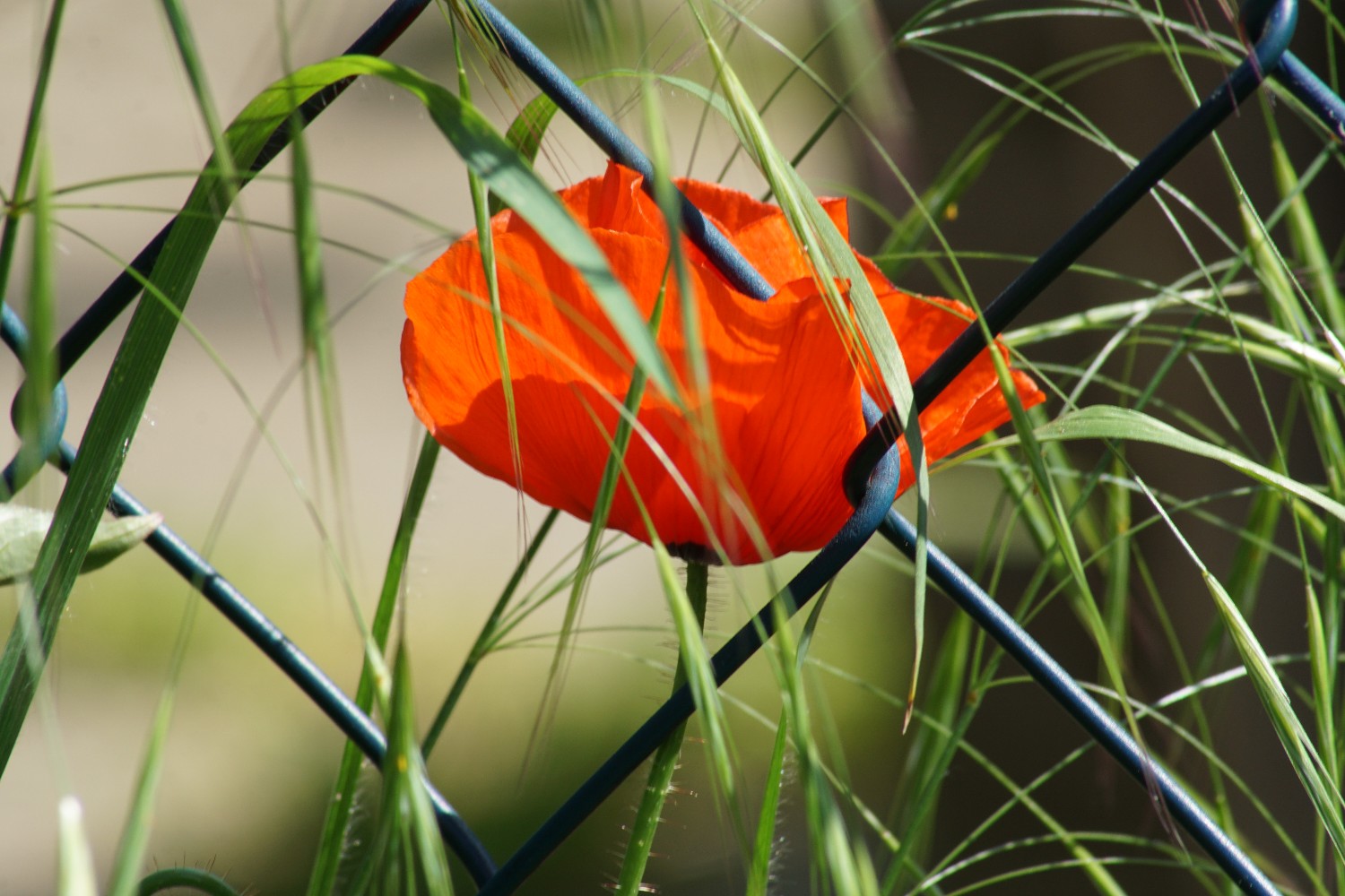 mohn_mai_2023.jpg