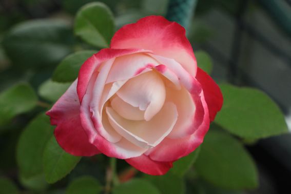 img_7771rose.jpg