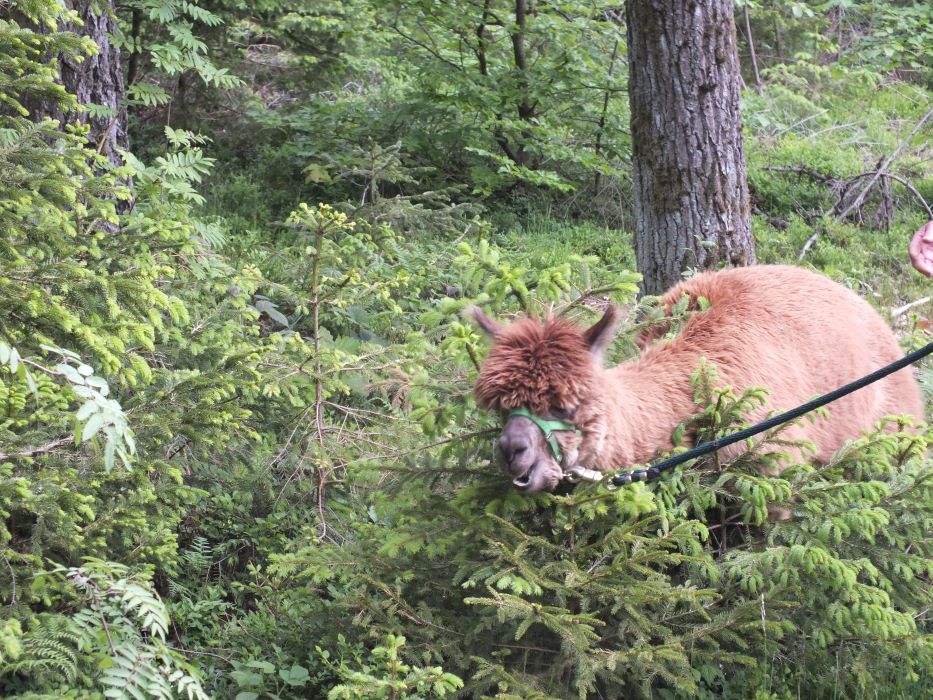 alpaka_im_wald.jpg