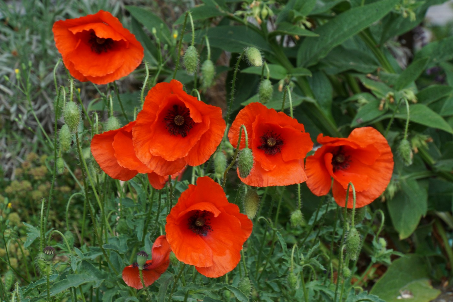 mohn1_mai_2023.jpg