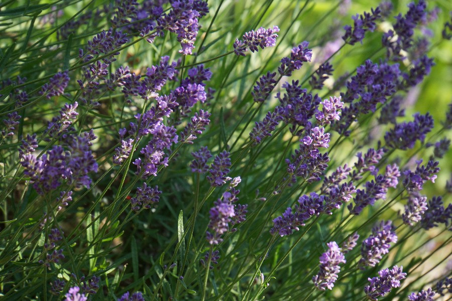 lavendel1_juni_2023.jpg