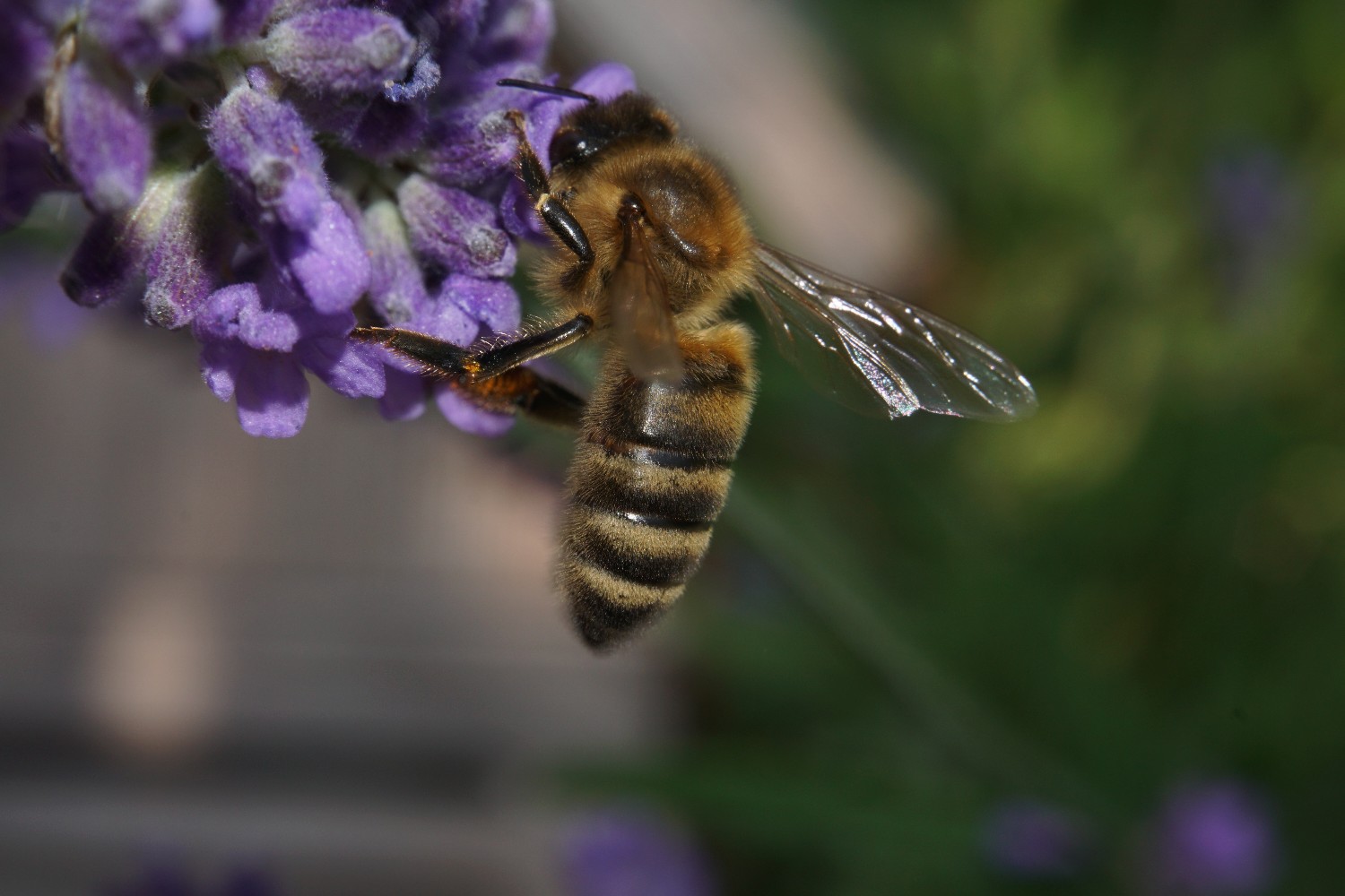 lavendel2_juni_2023.jpg