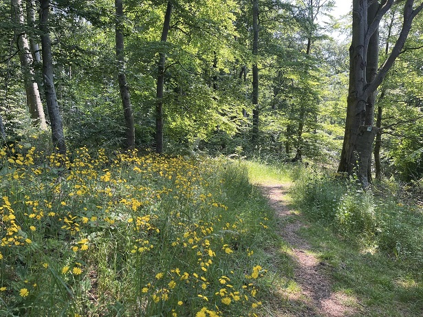 gelbe_blumen_im_wald.jpg