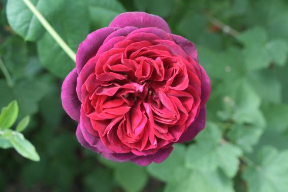 img_8497alte_rose.jpg