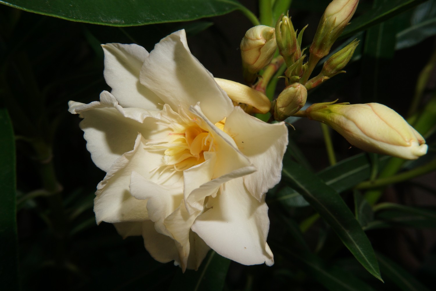 gelbe_oleander_juni_2023.jpg