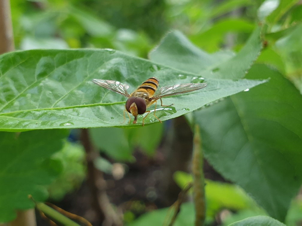 schwebfliege_juni_2023.jpg