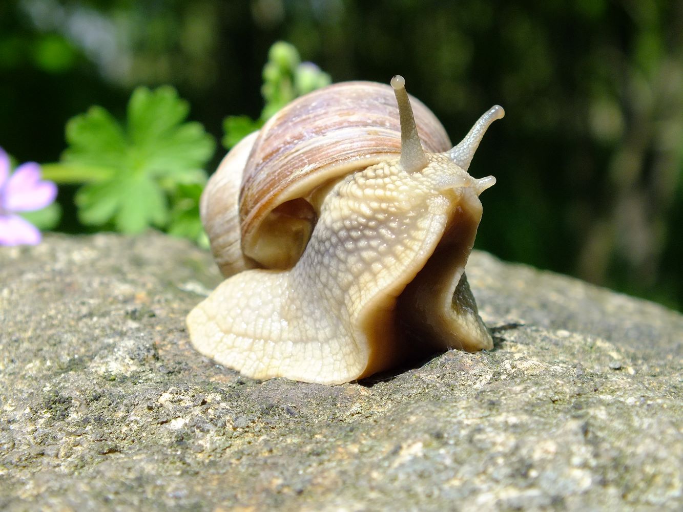 weinbergschnecke.jpg