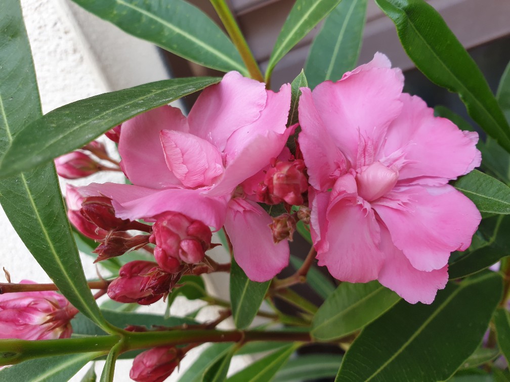 oleander_vanille_july_2023.jpg