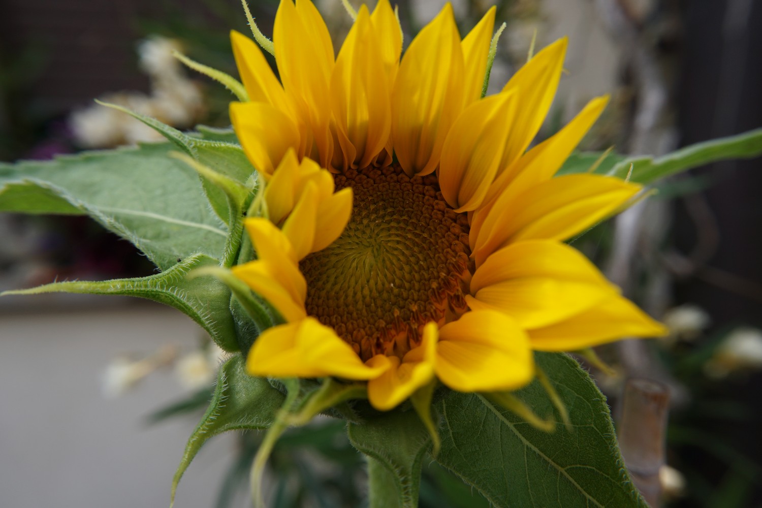 sonnenblume_juli_2023.jpg