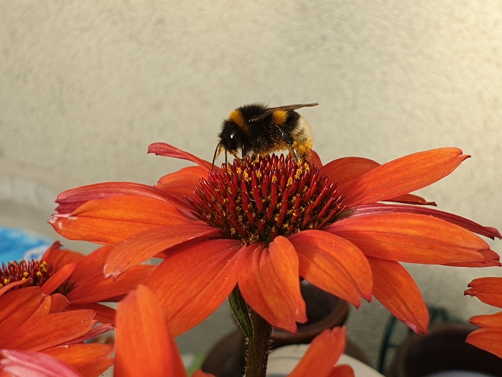 sonnenhut_und_hummel_juli_2023.jpg