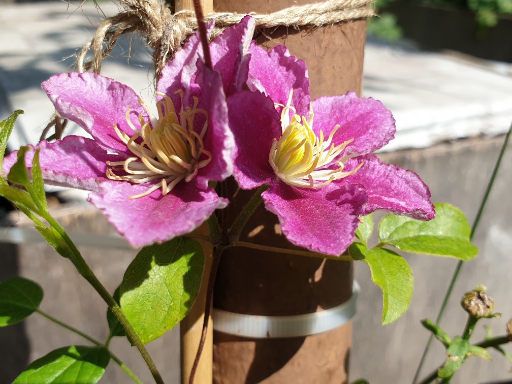 clematis_juli_2023.jpg