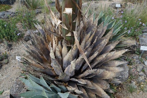 agave_juli_2023_1.jpg