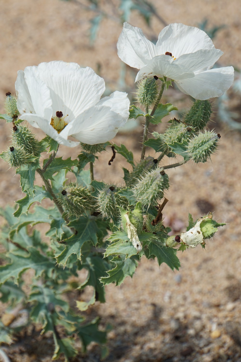 stachelmohn_juli_2023.jpg